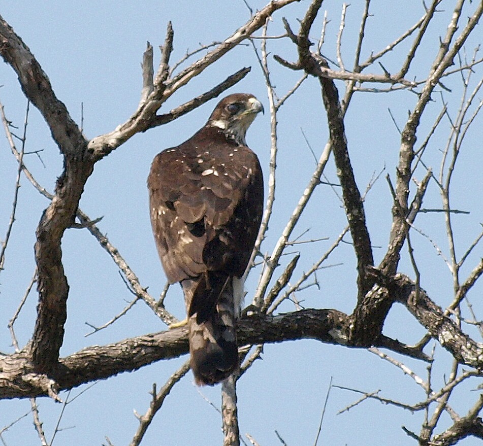 African Hawk-Eagle - ML216842441