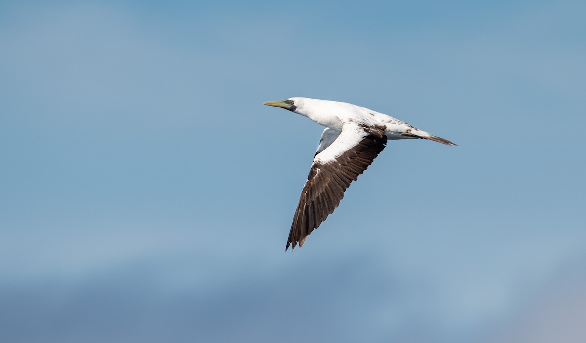 Masked Booby - ML216842681