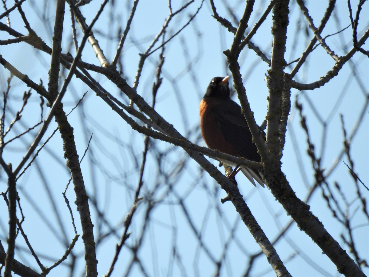 American Robin - ML216842841