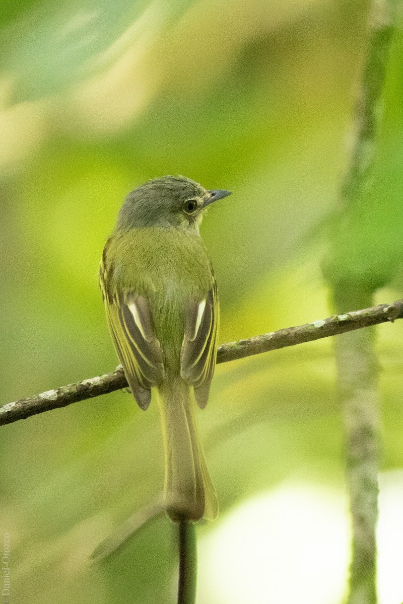 Yellow-olive Flatbill (asemus) - ML216843391