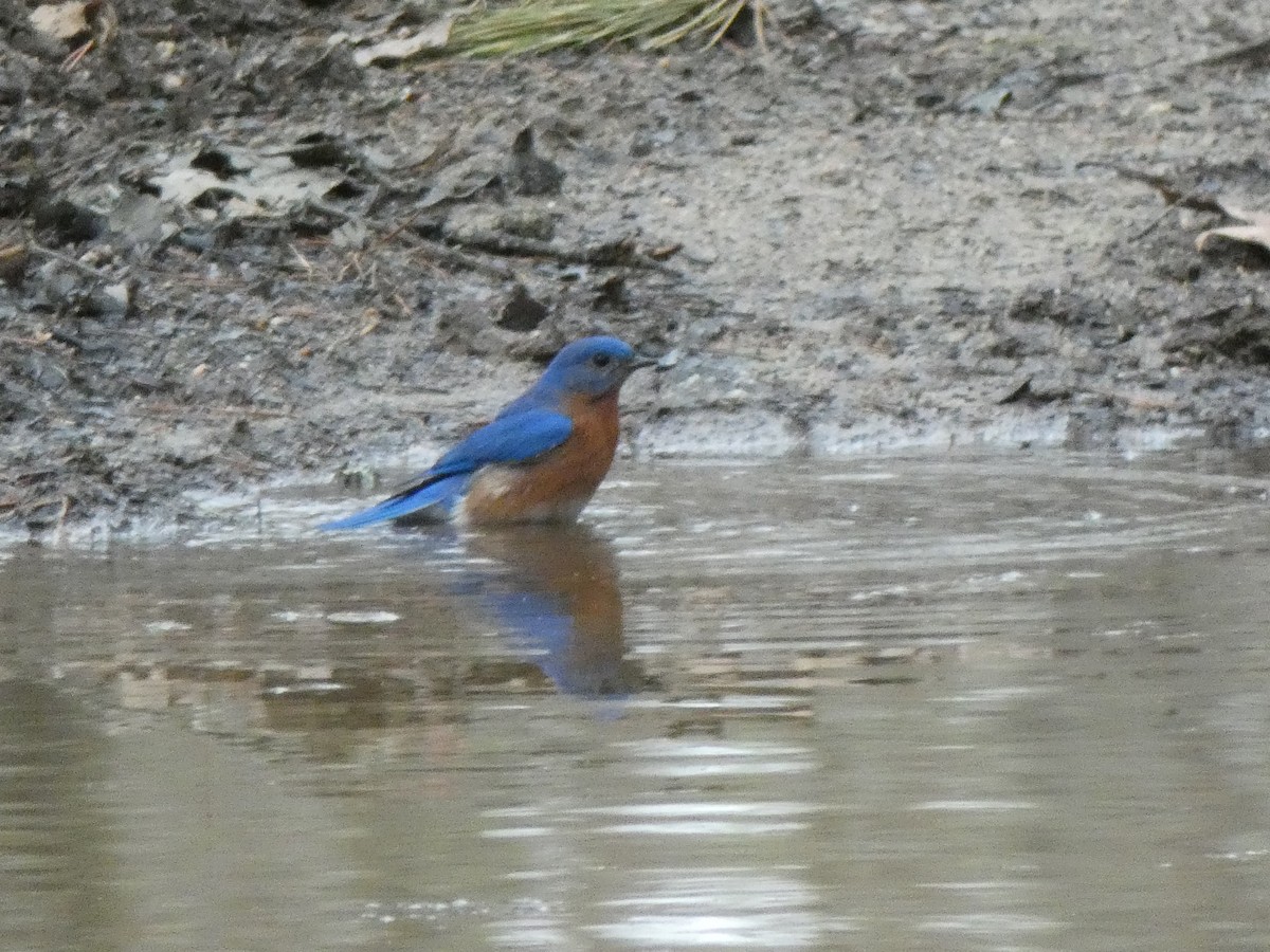 Eastern Bluebird - Richard  Zielinski