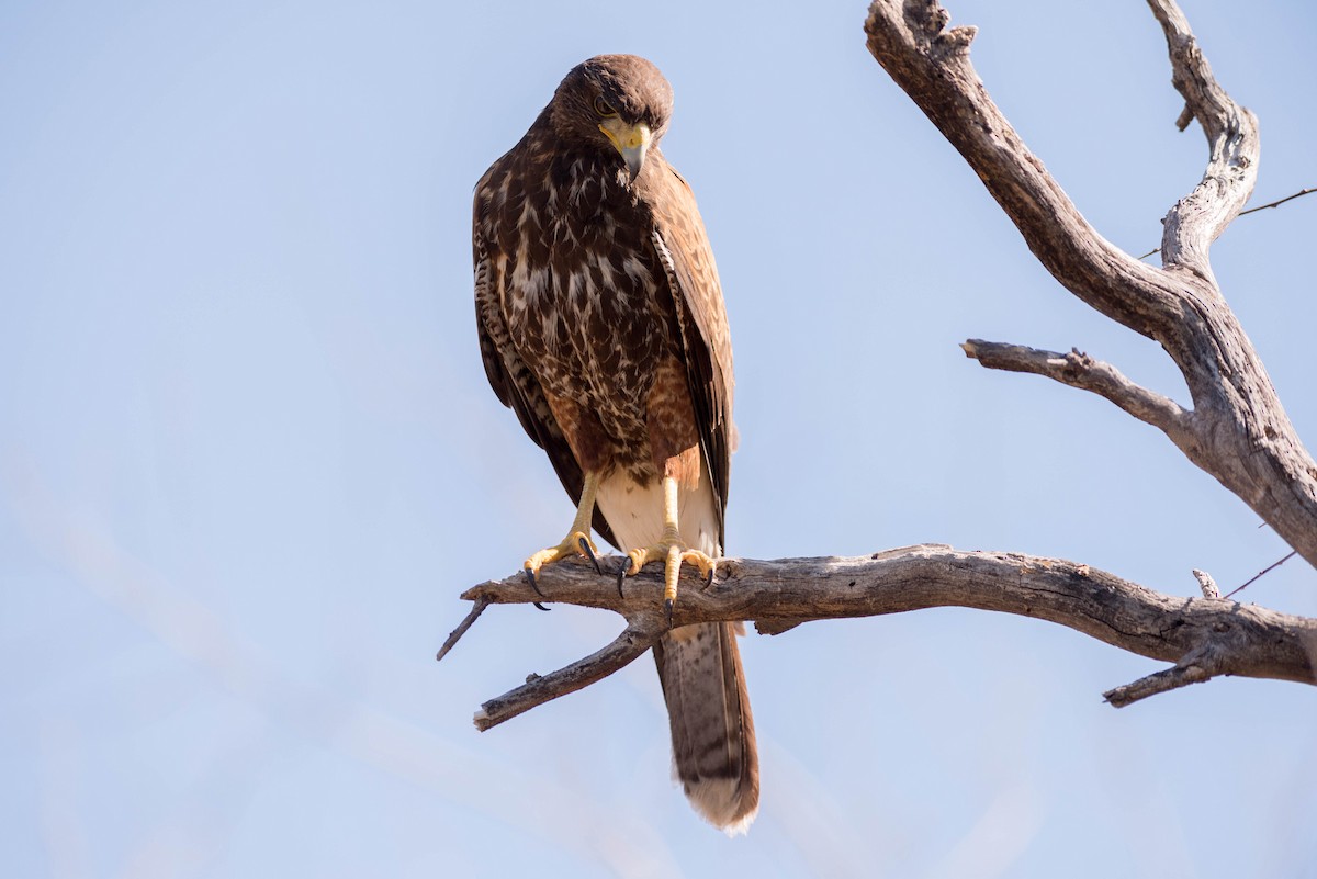 Poiana di Harris - ML216843531