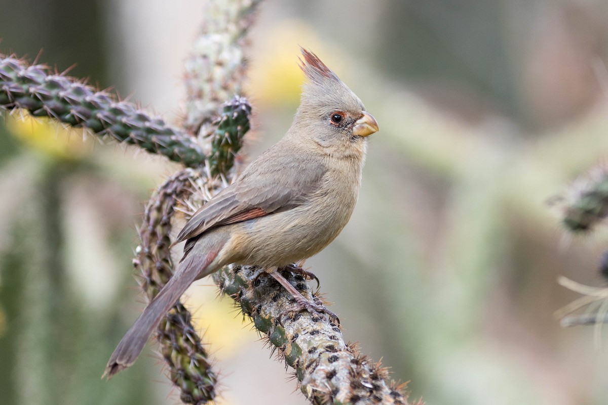 Pyrrhuloxia - ML216844101