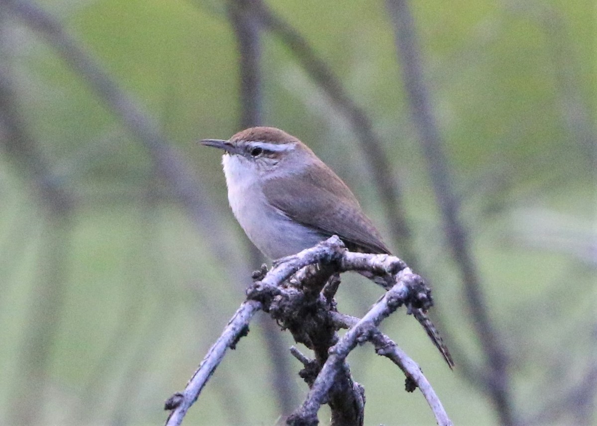 Bewick's Wren - ML216844551