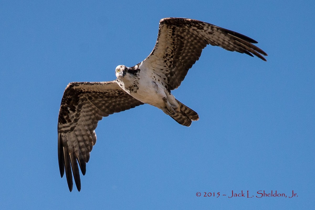 Águila Pescadora - ML21684511