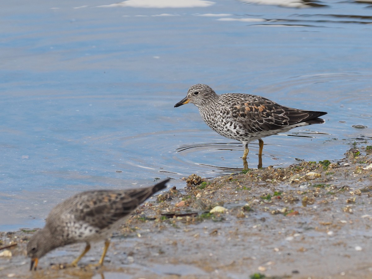 Surfbird - Keith Parker