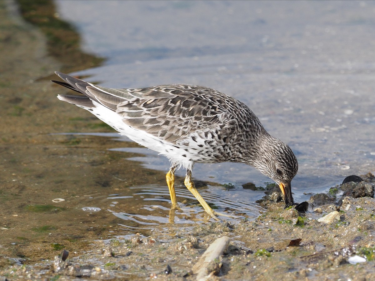 Surfbird - ML216845501