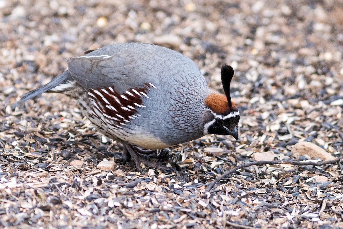 Gambel's Quail - ML216845551