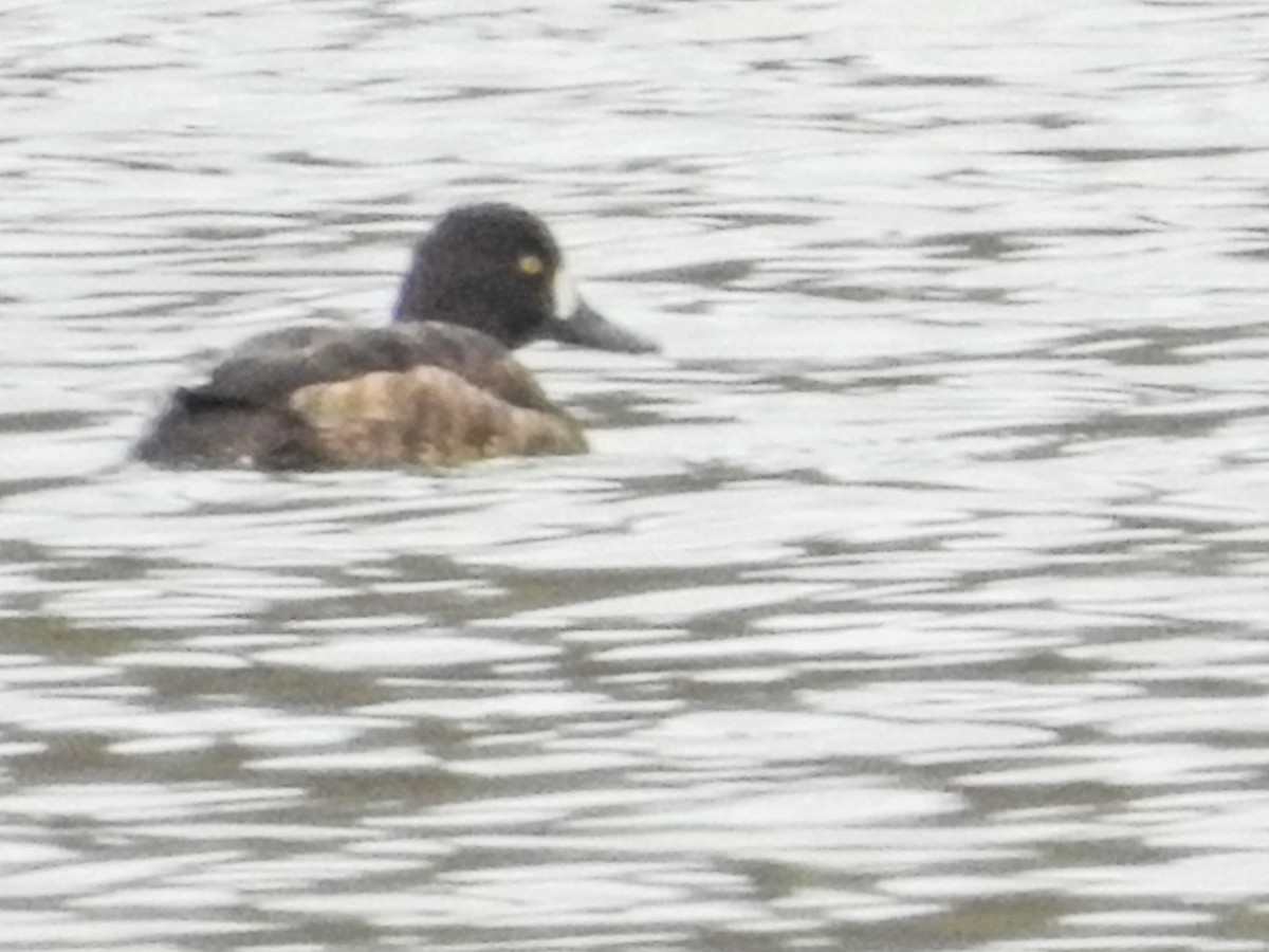 Greater Scaup - ML216845771