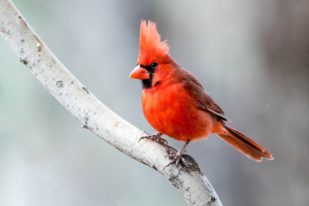 Northern Cardinal - ML216845781