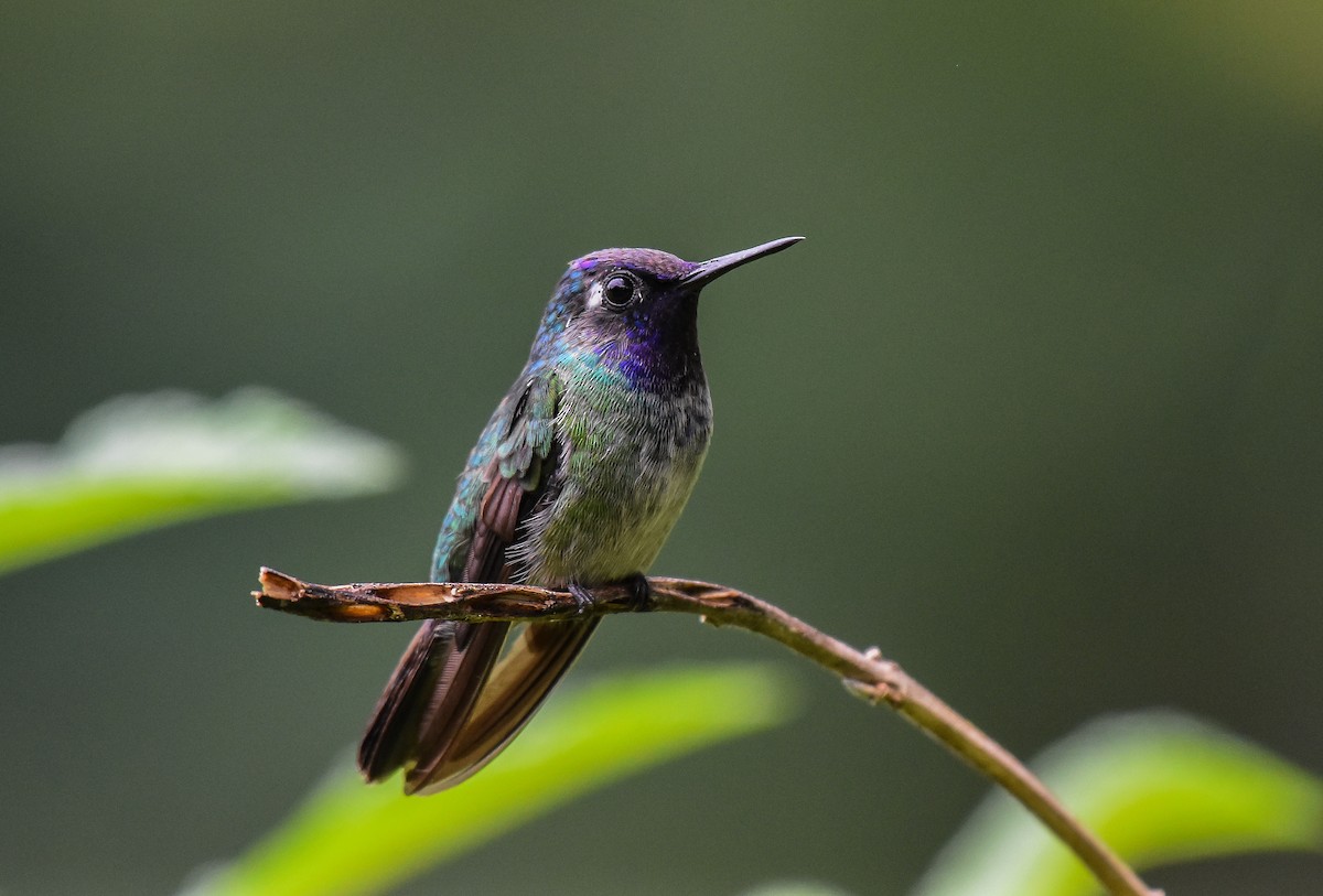 Violet-headed Hummingbird - Jack Parlapiano
