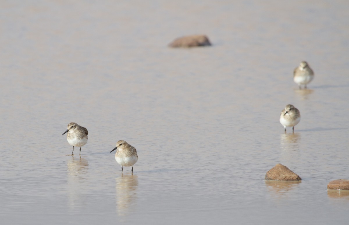 Baird's Sandpiper - ML21684701