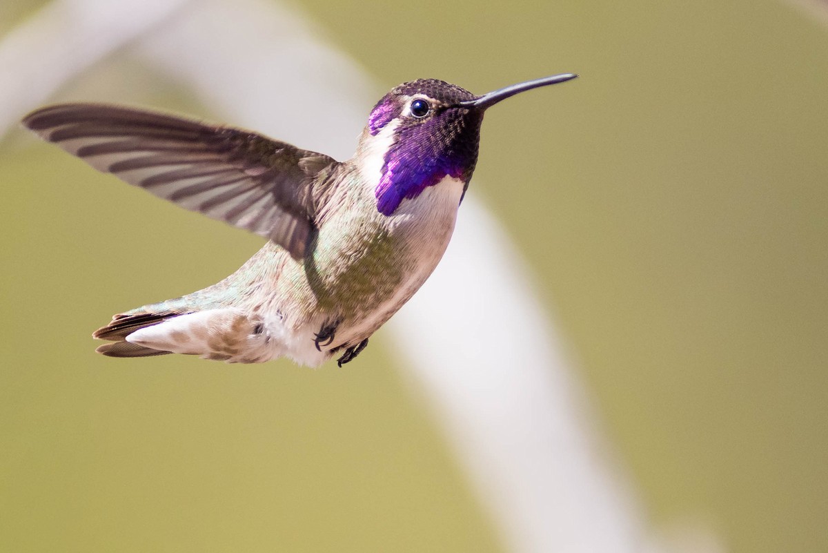 Costa's Hummingbird - ML216847031