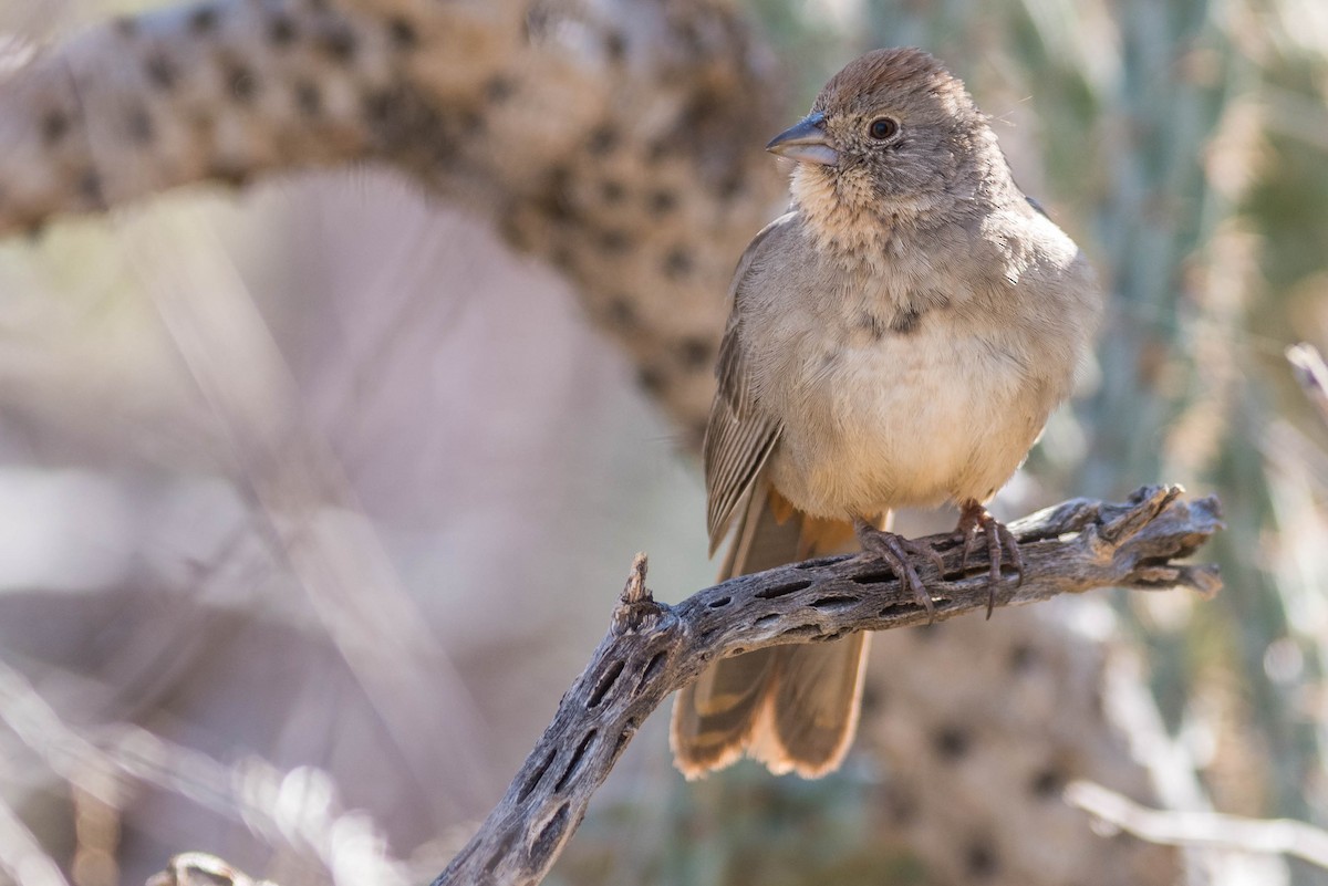 Canyon Towhee - ML216847891
