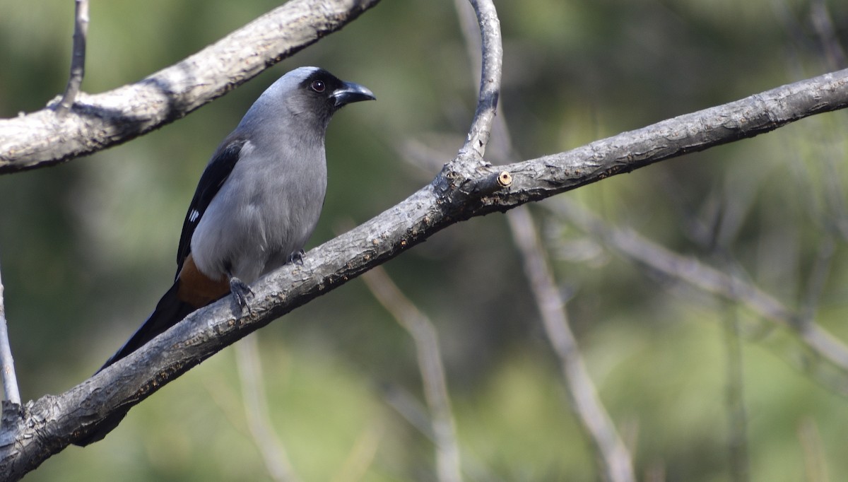 Gray Treepie - Robin Infant Raj Devadoss