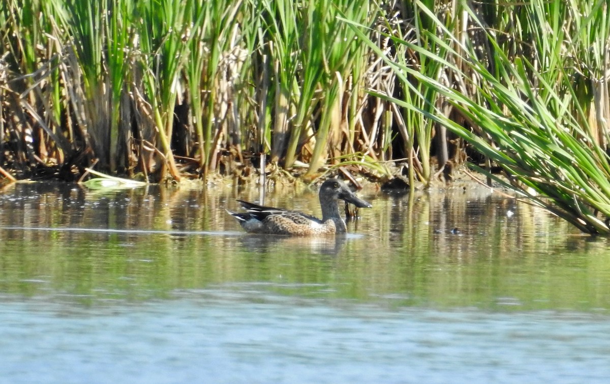 Northern Shoveler - ML216852771