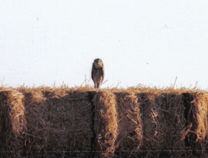 Burrowing Owl - Fred Shaffer