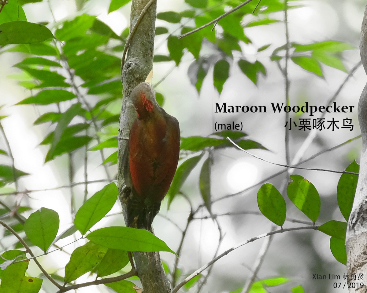 Maroon Woodpecker - Lim Ying Hien