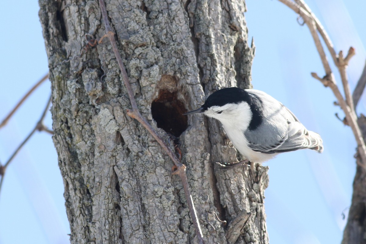 White-breasted Nuthatch (Eastern) - ML216857811