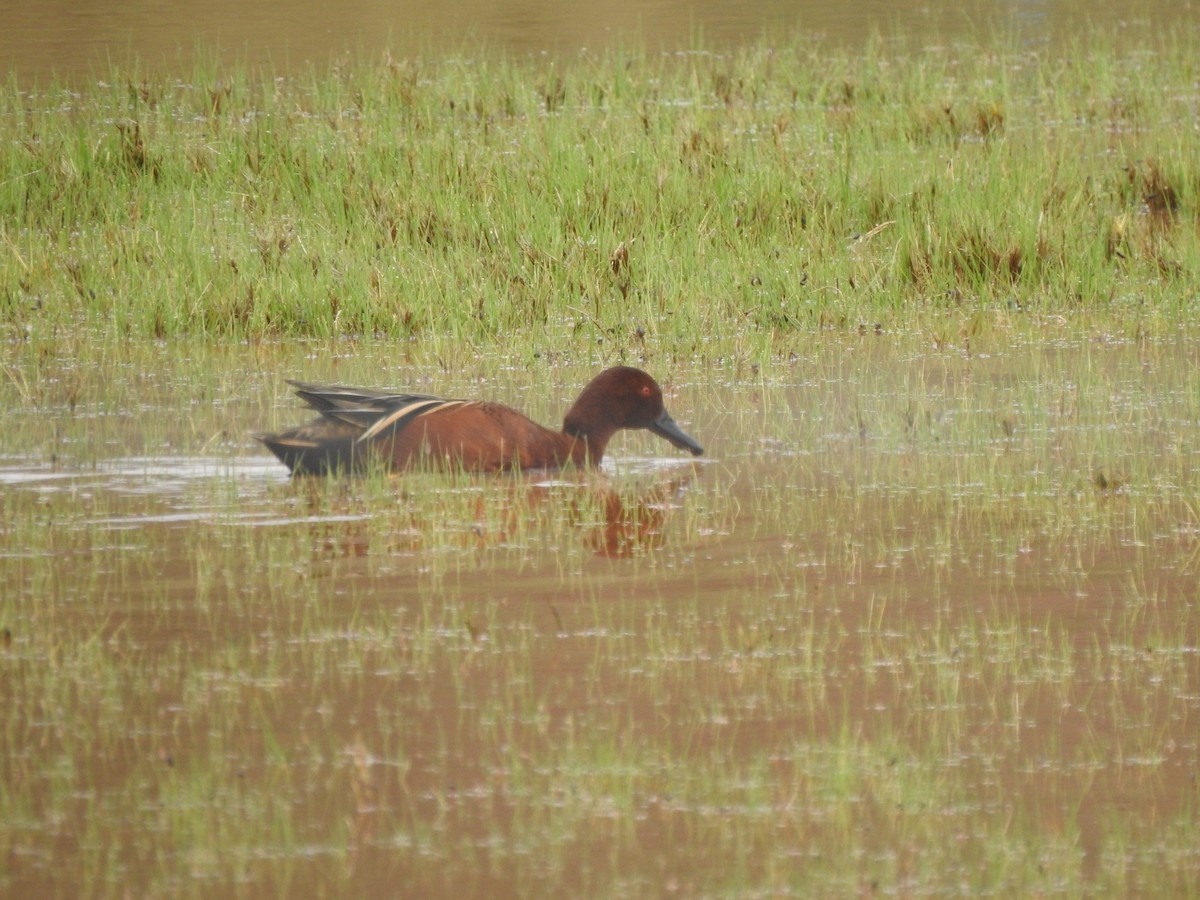 Cinnamon Teal - Cristina San Roman