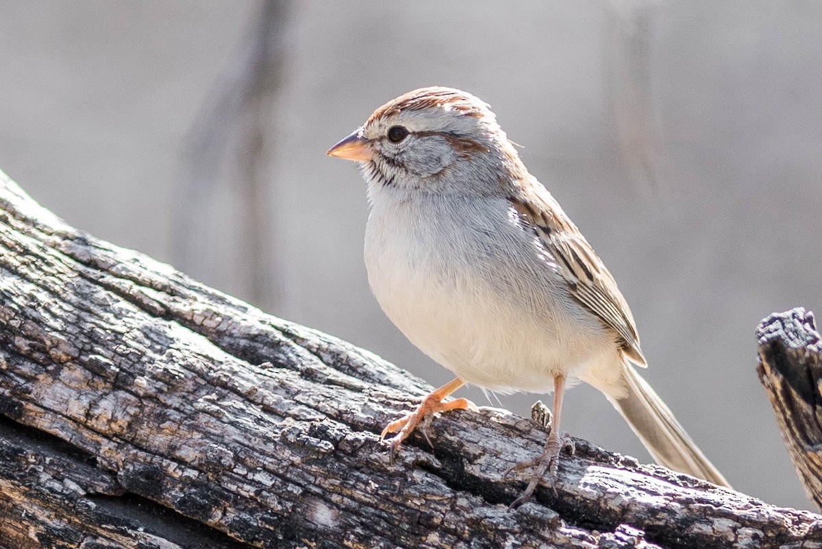 Rufous-winged Sparrow - ML216858431