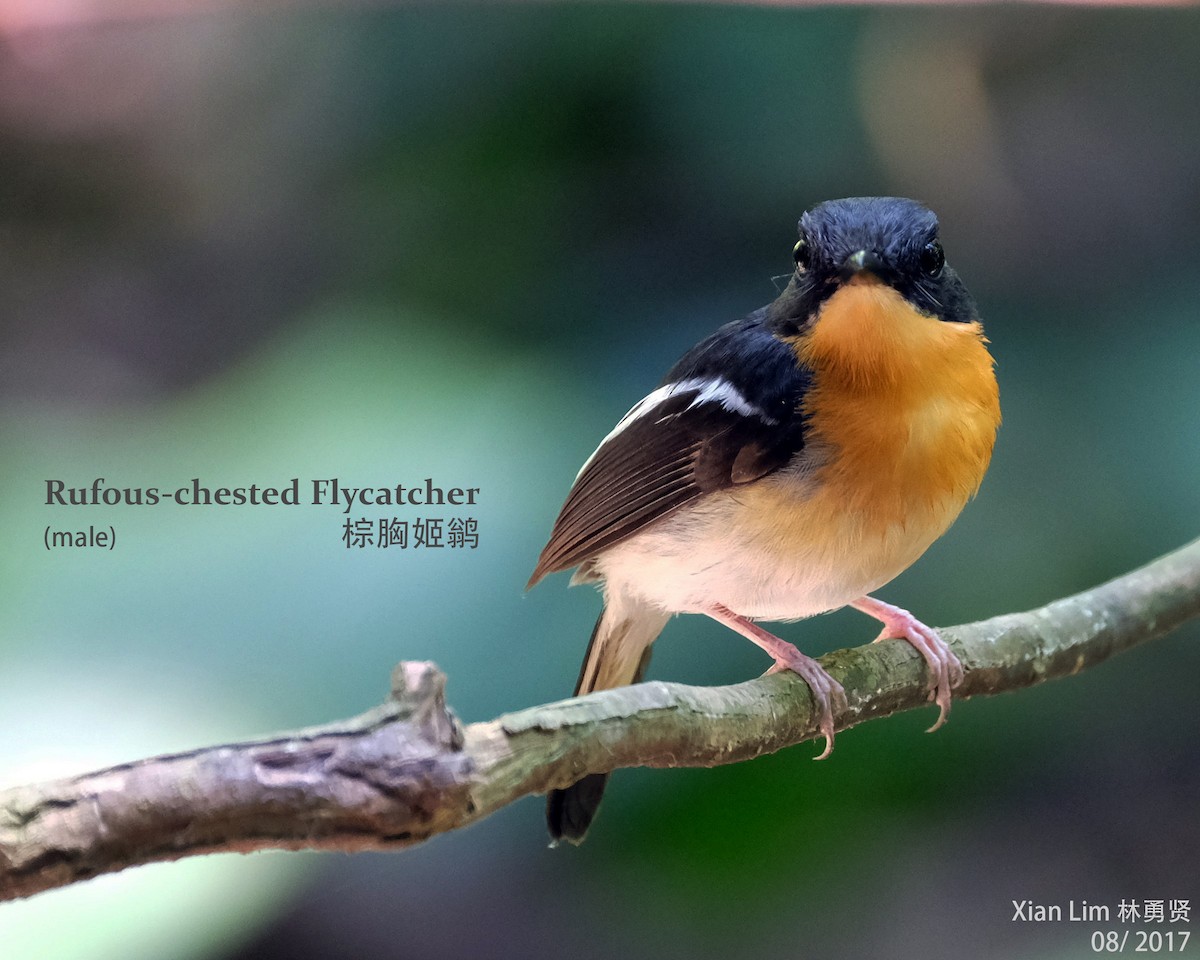 Rufous-chested Flycatcher - ML216858821