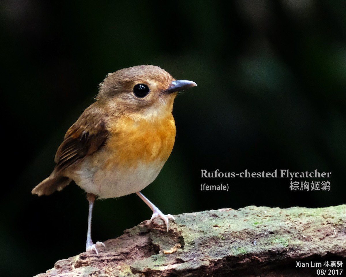 Rufous-chested Flycatcher - Lim Ying Hien