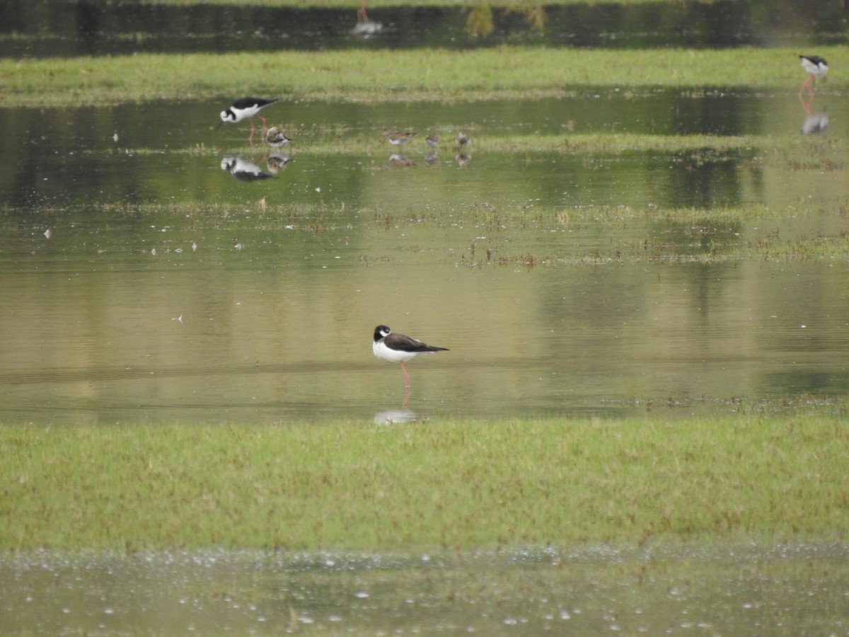 Black-necked Stilt - Cristina San Roman