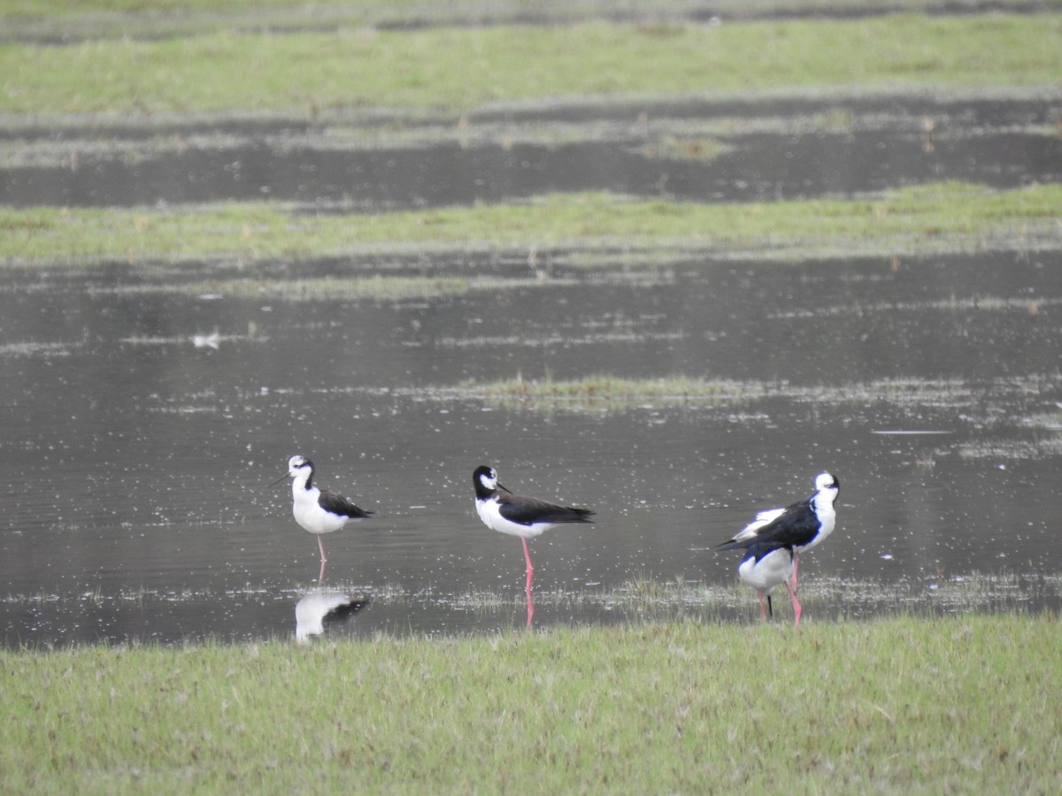 Black-necked Stilt (White-backed) - ML216859151