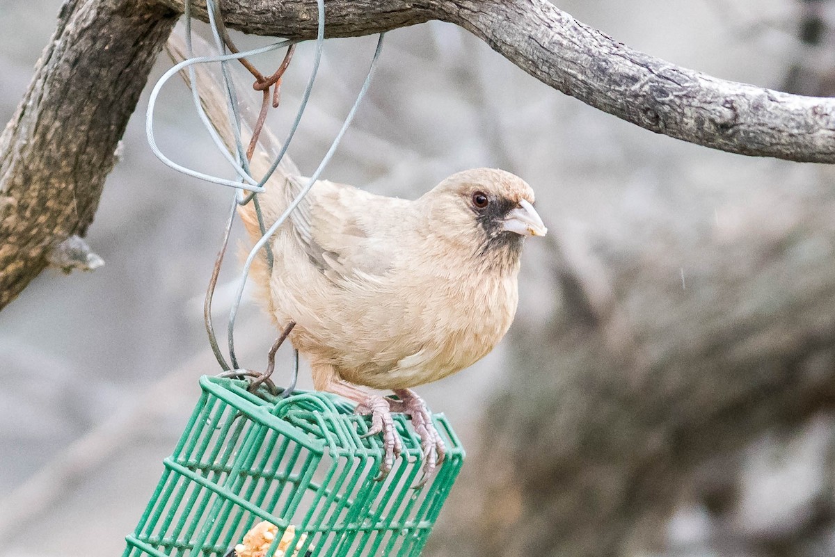 Abert's Towhee - ML216859161