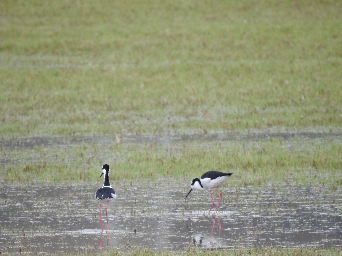 Black-necked Stilt (White-backed) - Cristina San Roman