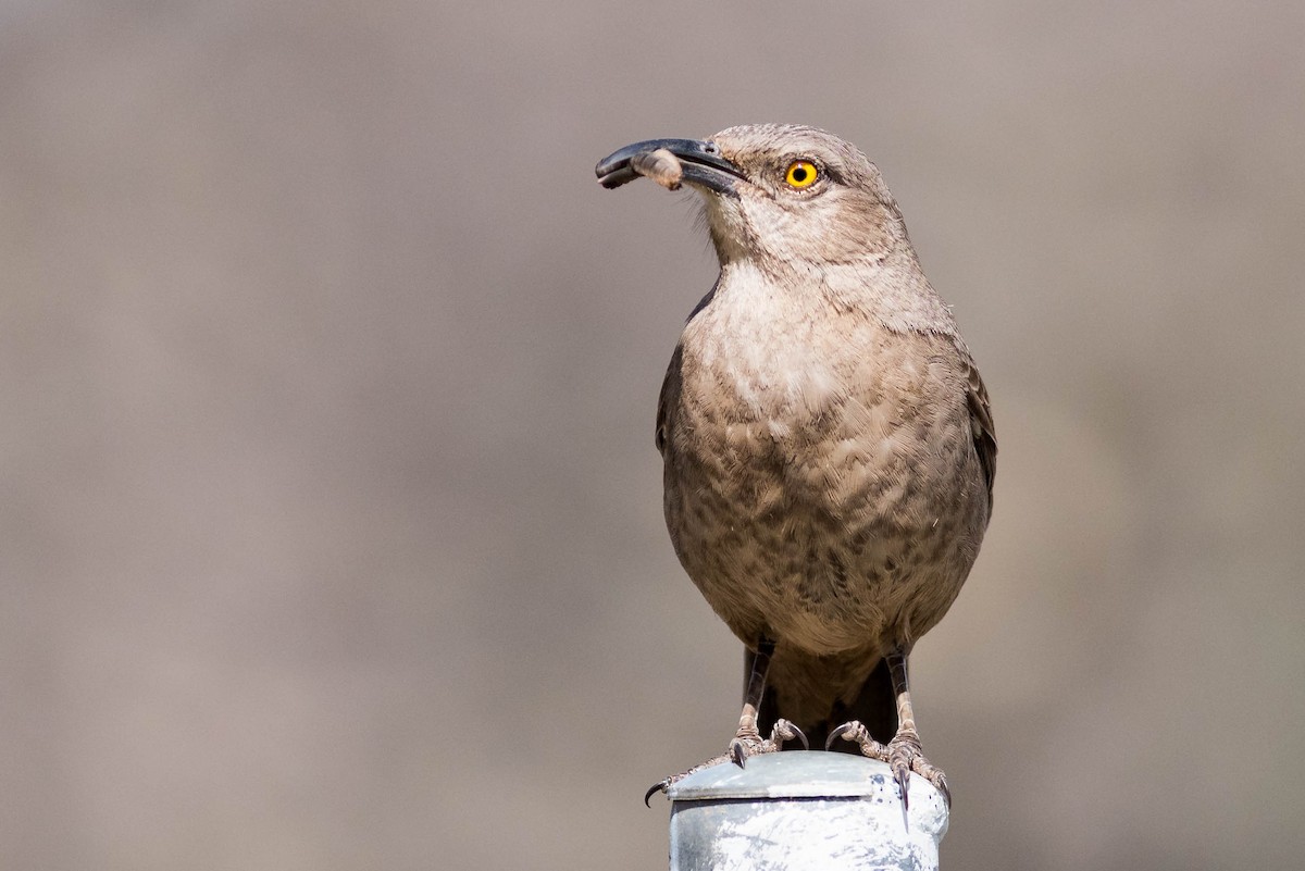 Curve-billed Thrasher - ML216859301