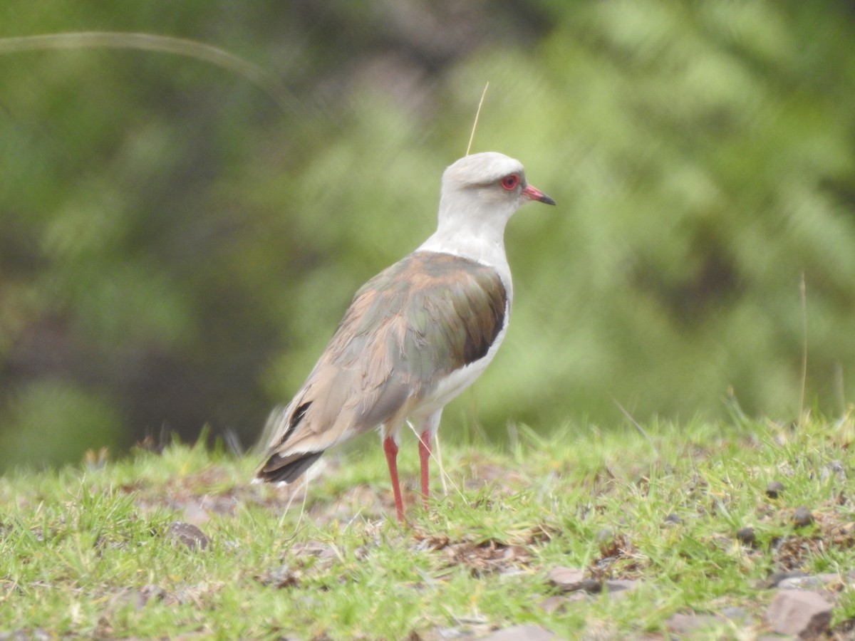 Andean Lapwing - Cristina San Roman