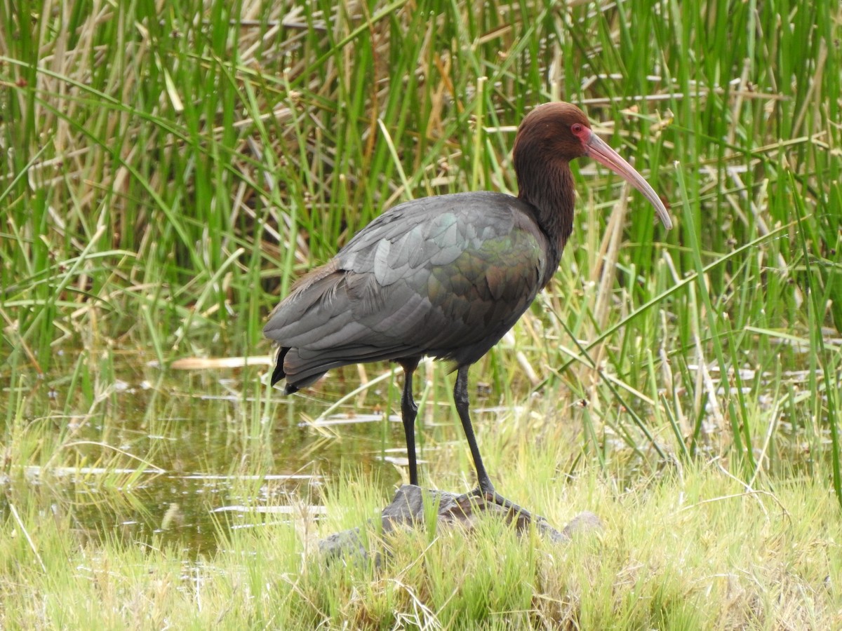 ibis andský - ML216860041