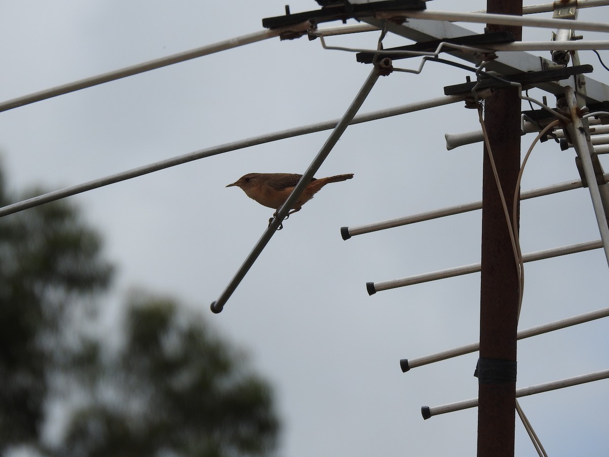 House Wren - Cristina San Roman