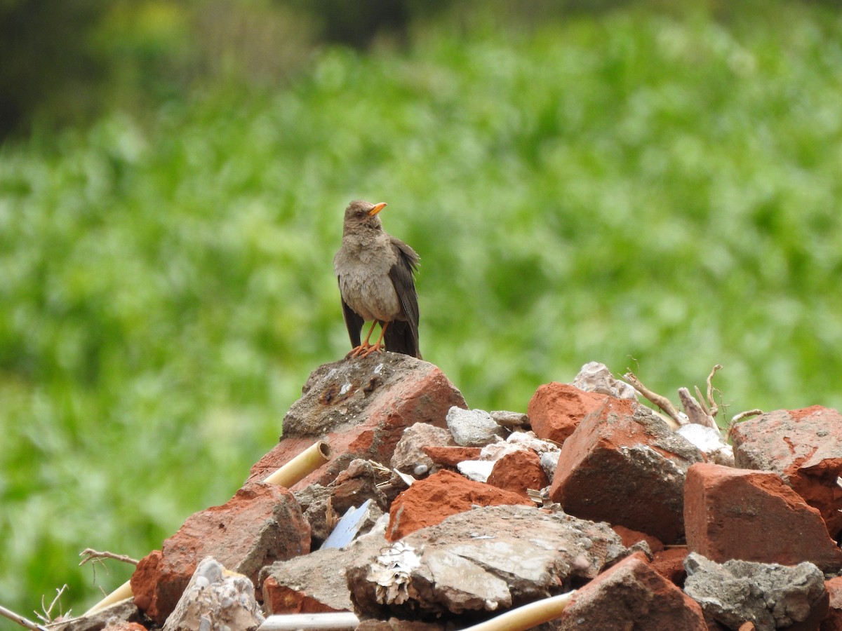 Chiguanco Thrush - Cristina San Roman