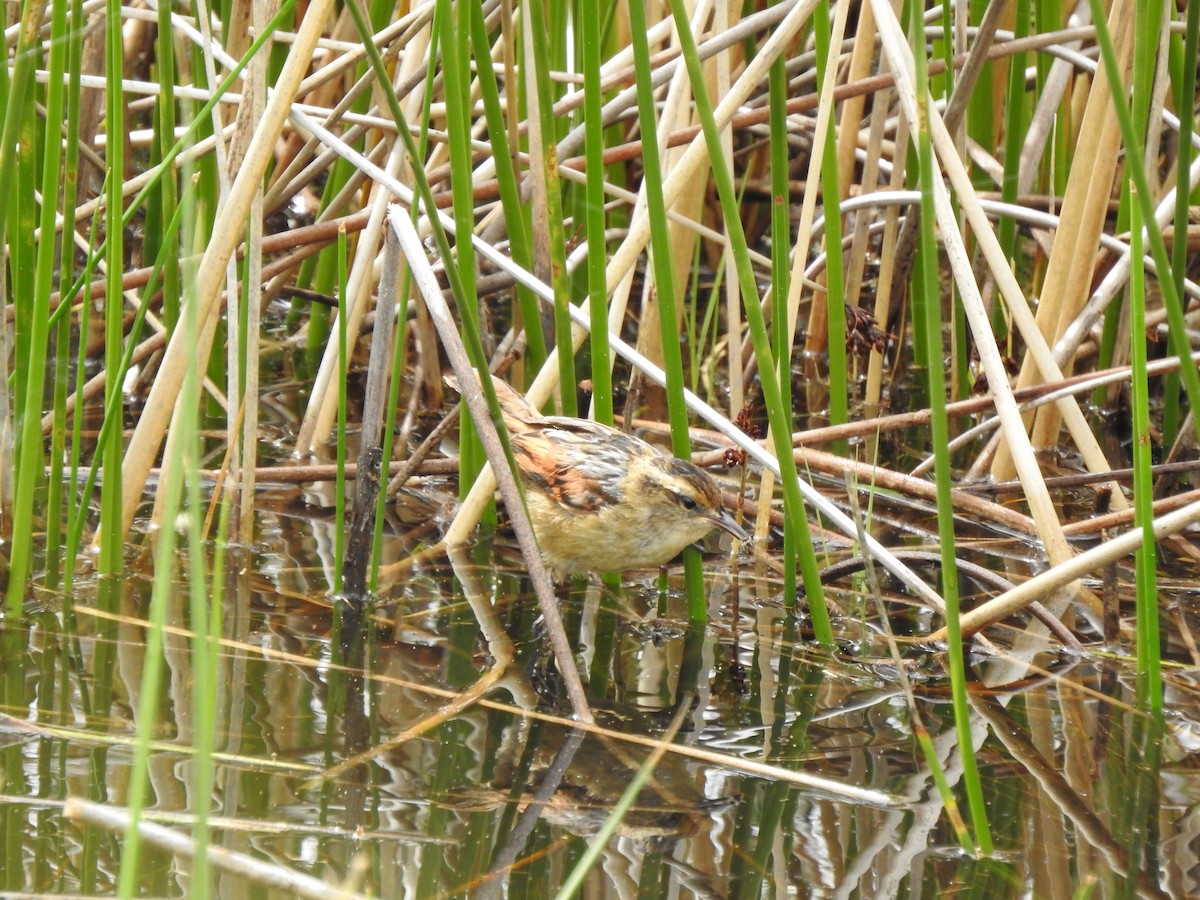 Wren-like Rushbird - Cristina San Roman