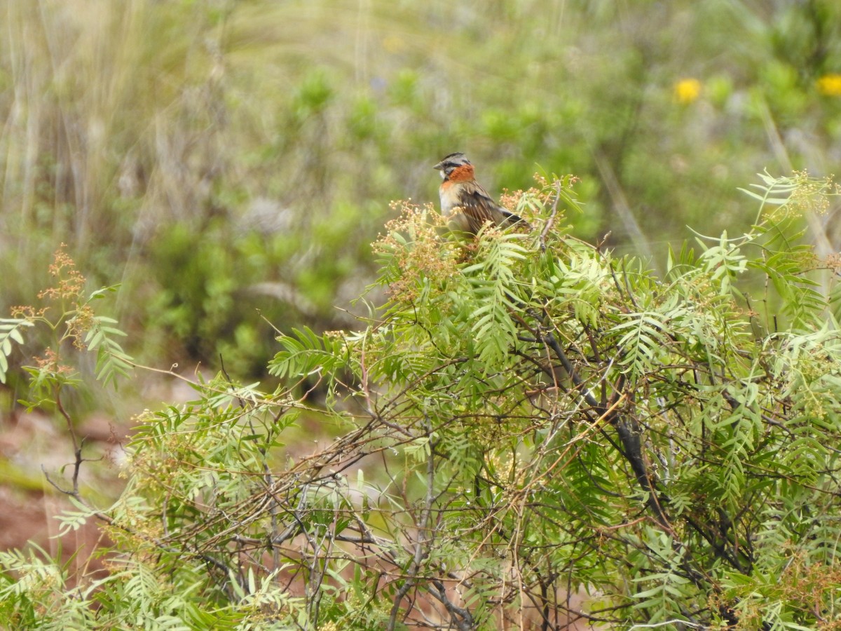 Rufous-collared Sparrow - Cristina San Roman