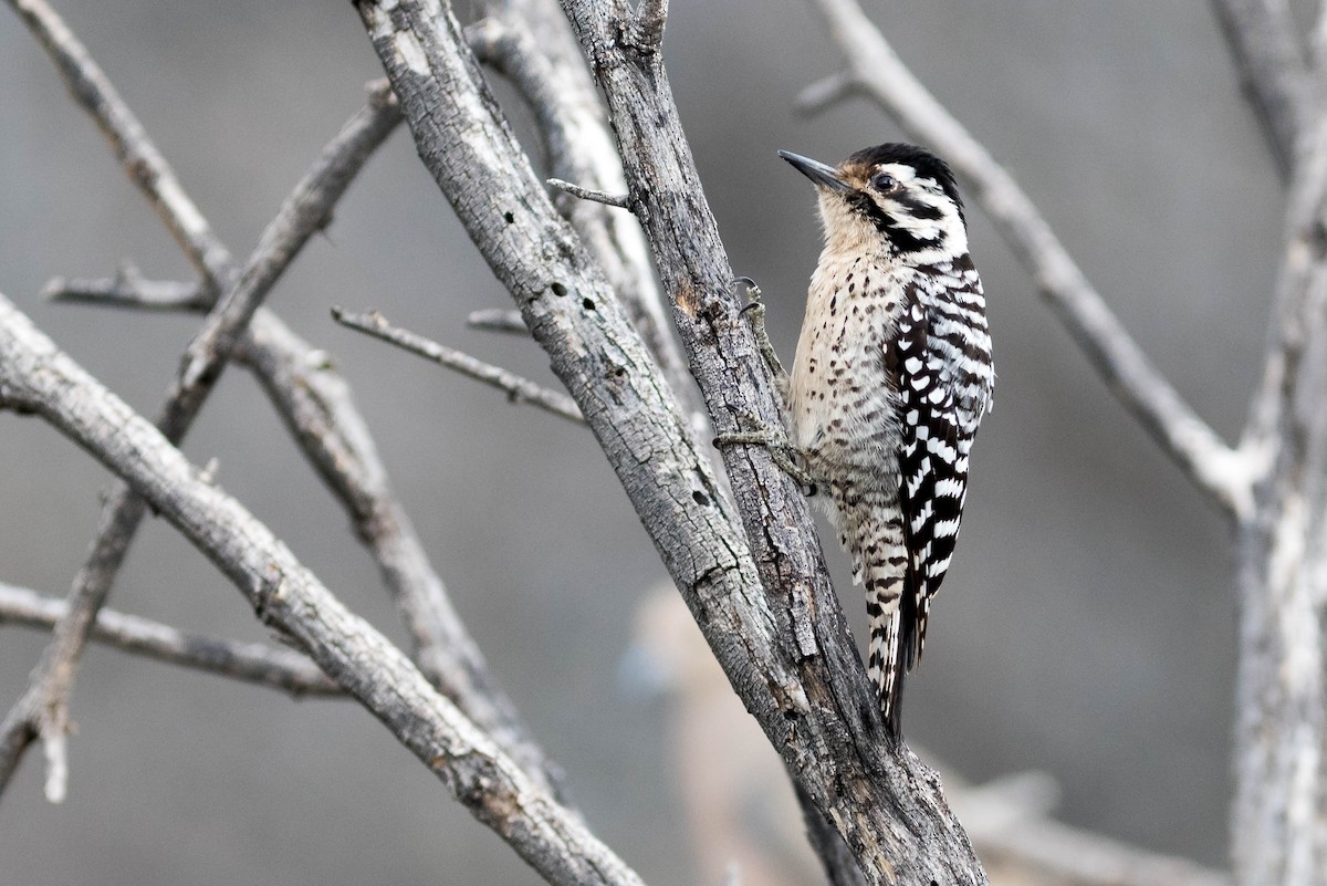 Ladder-backed Woodpecker - ML216861051