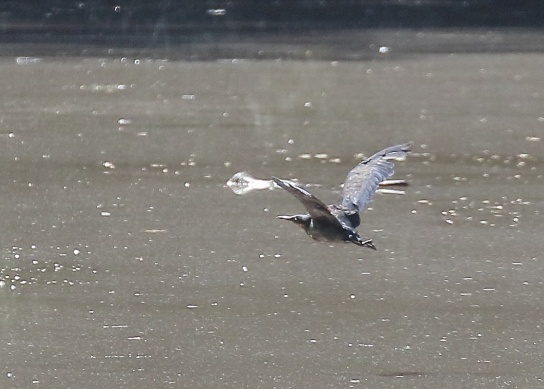 Black Bittern - ML216861321