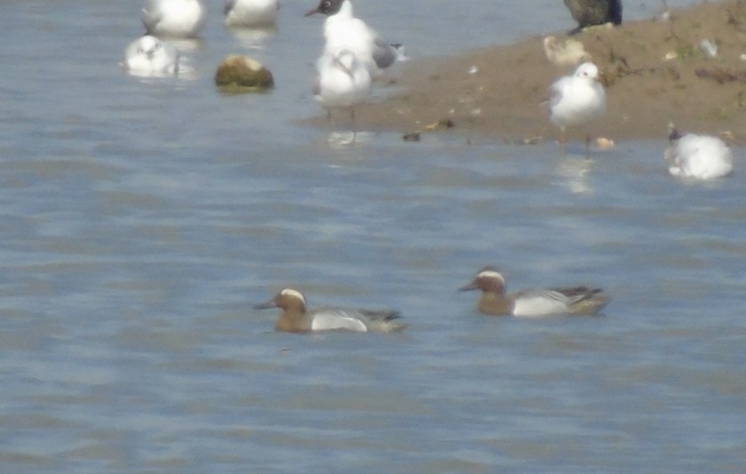 Garganey/Green-winged Teal - ML216862331