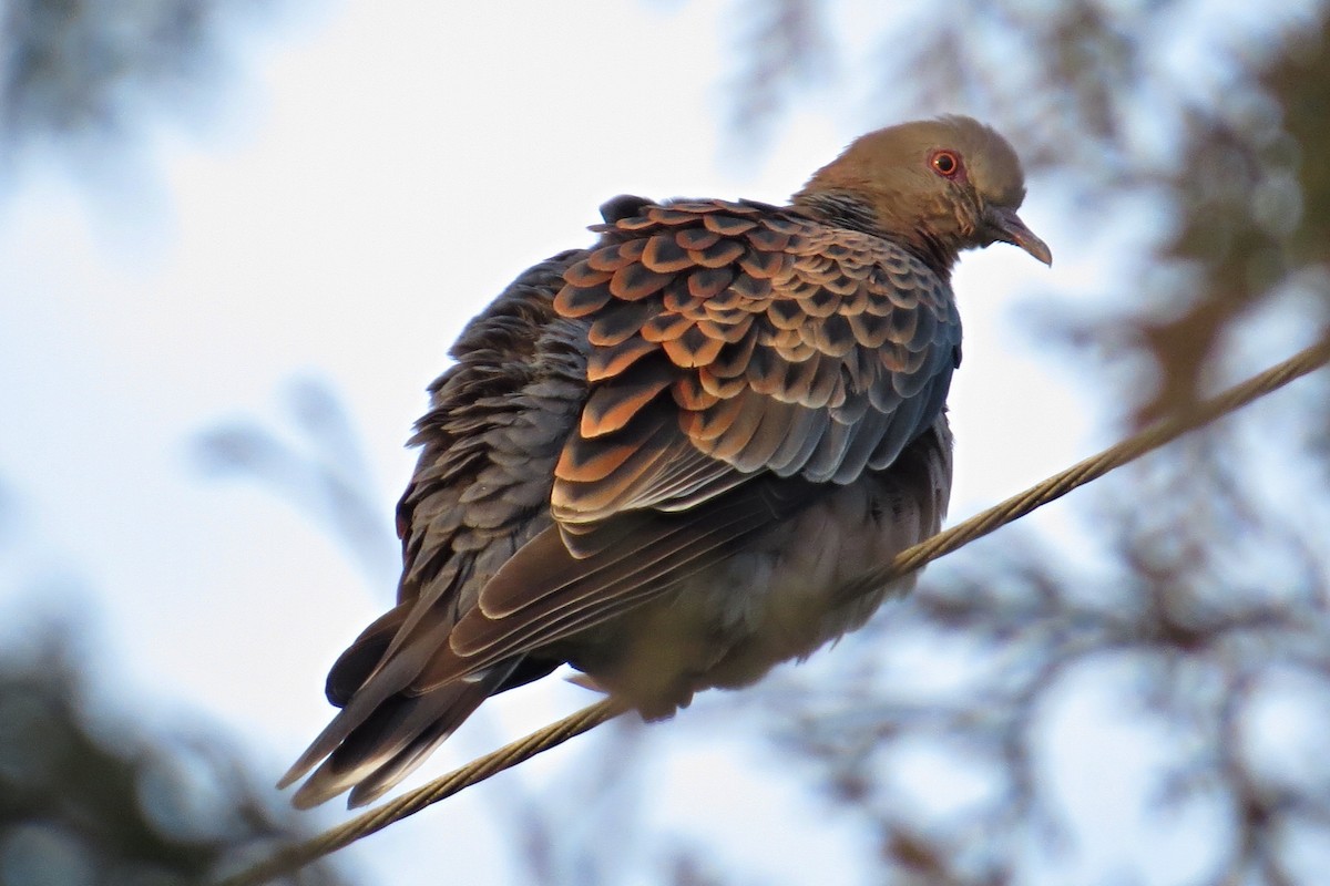 Oriental Turtle-Dove - ML21686421