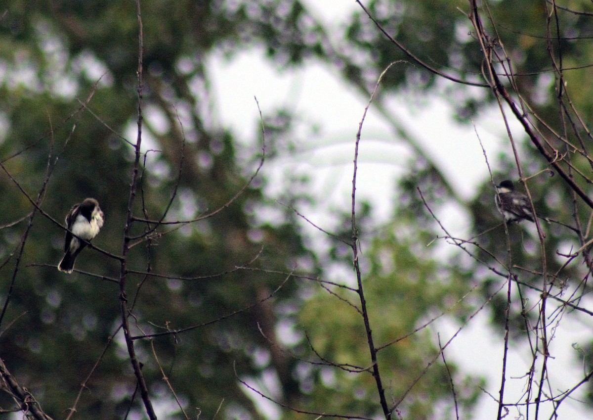 Eastern Kingbird - ML216864361