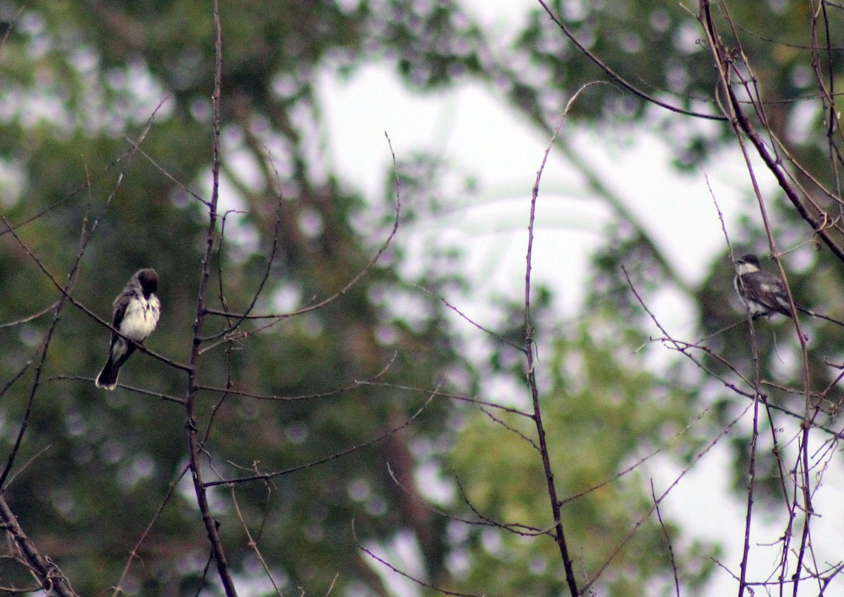 Eastern Kingbird - ML216864371