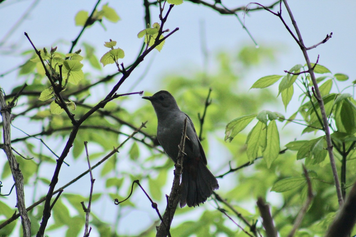 Gray Catbird - ML216867151