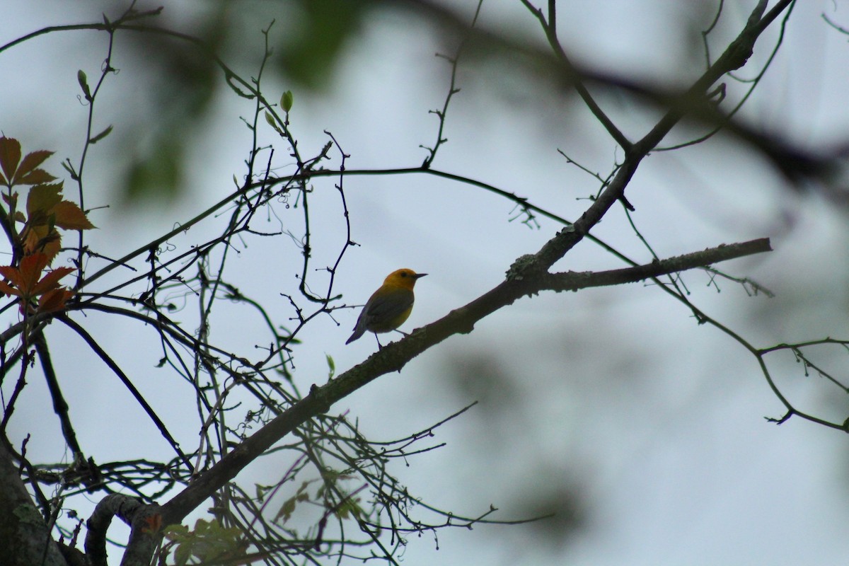Prothonotary Warbler - ML216867181
