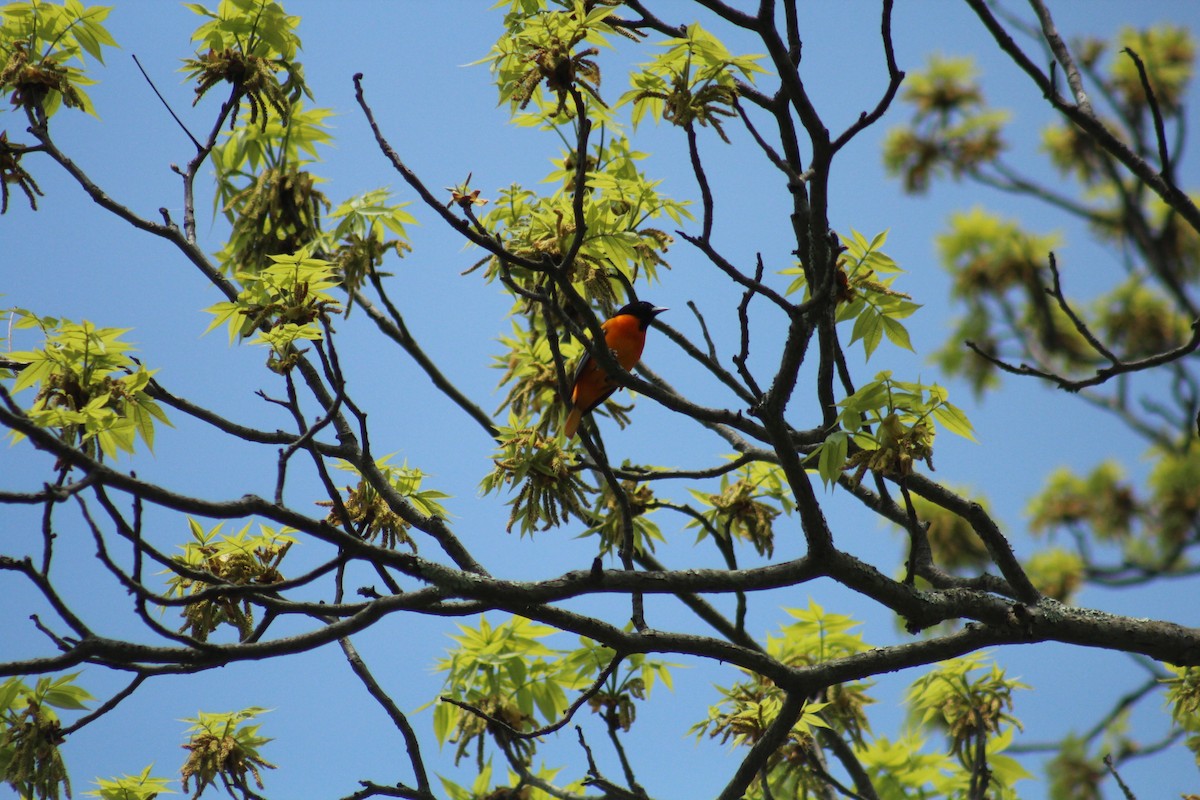 Baltimore Oriole - ML216868811