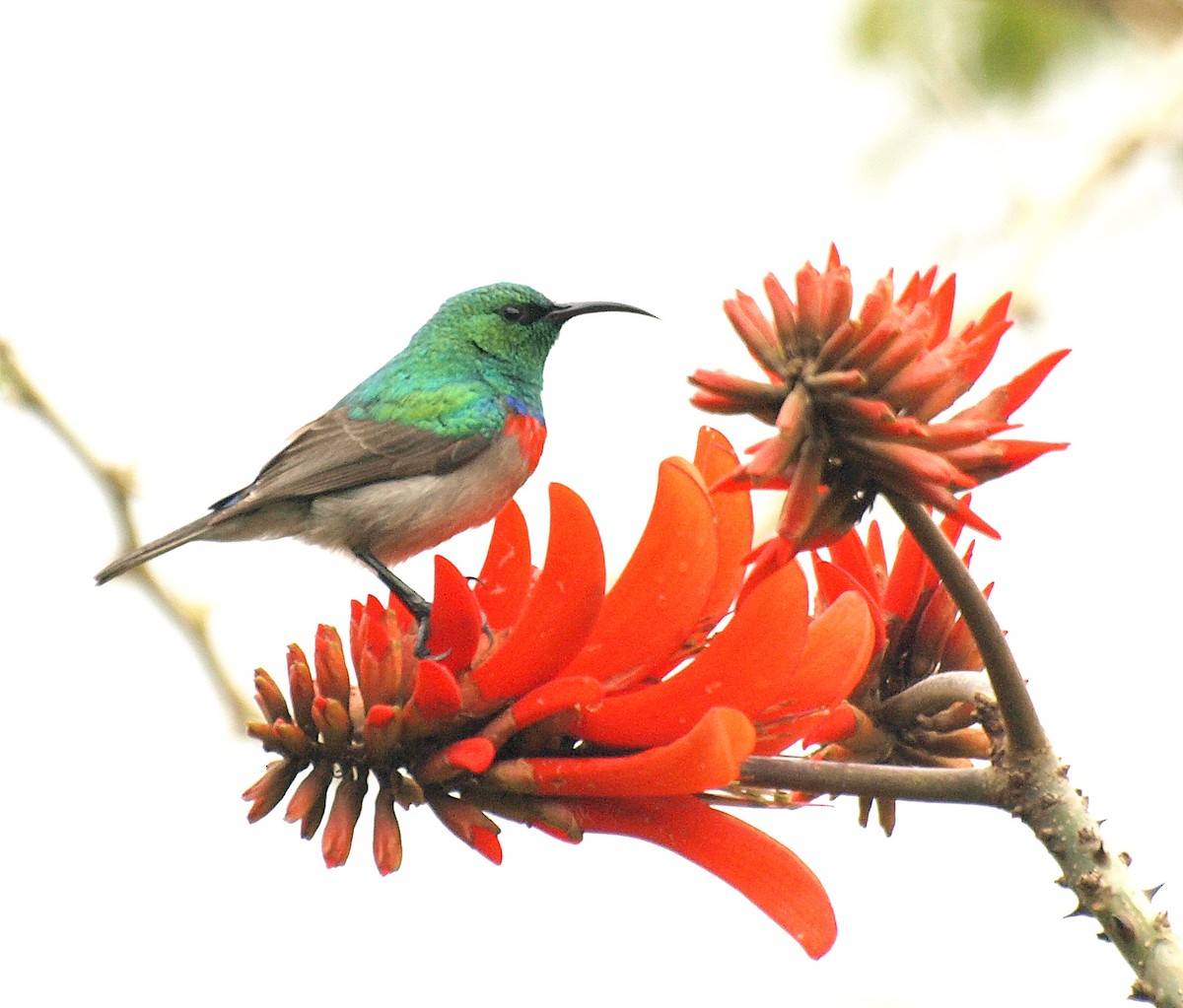 Southern Double-collared Sunbird - ML216869111
