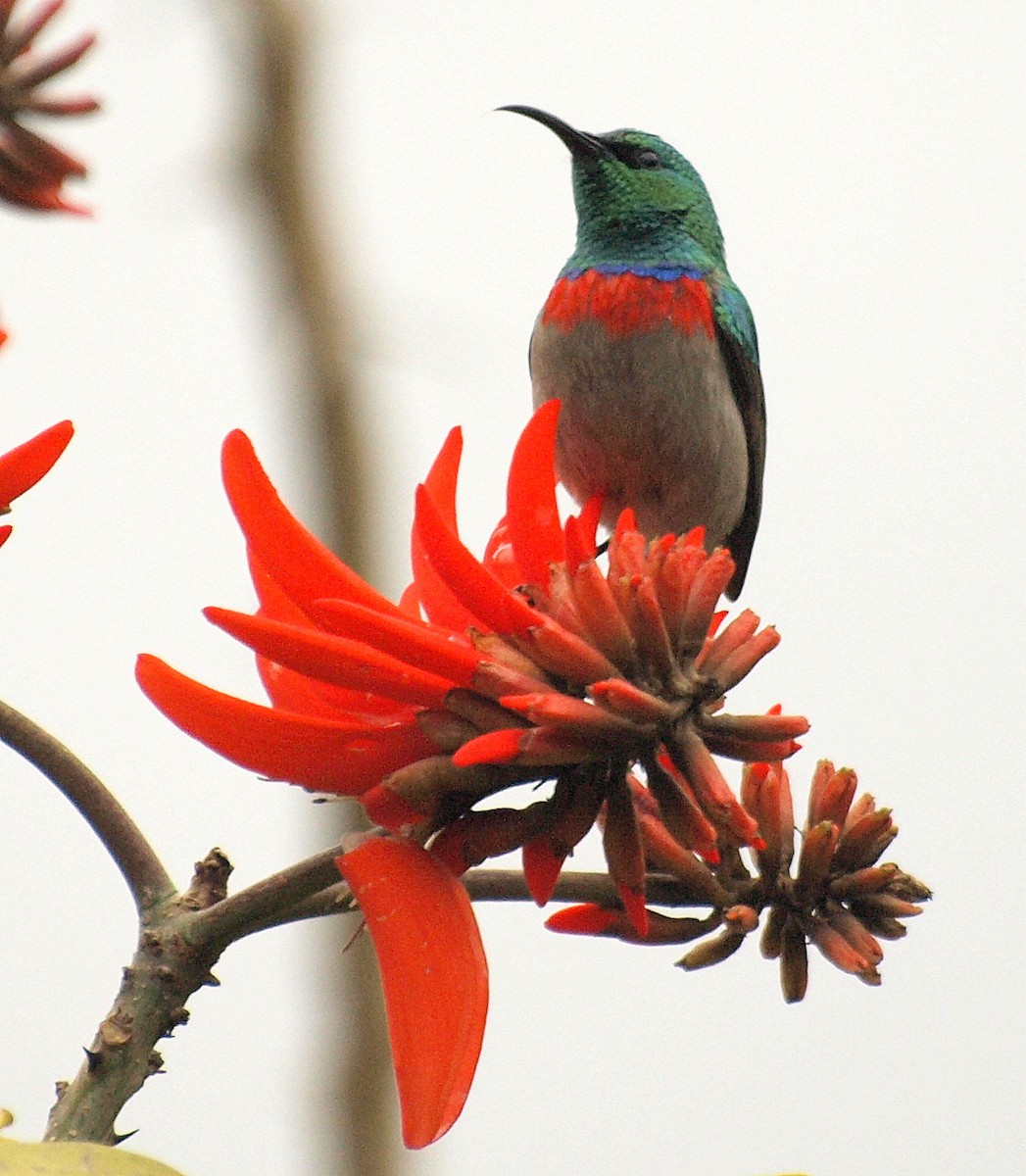 Southern Double-collared Sunbird - ML216869121