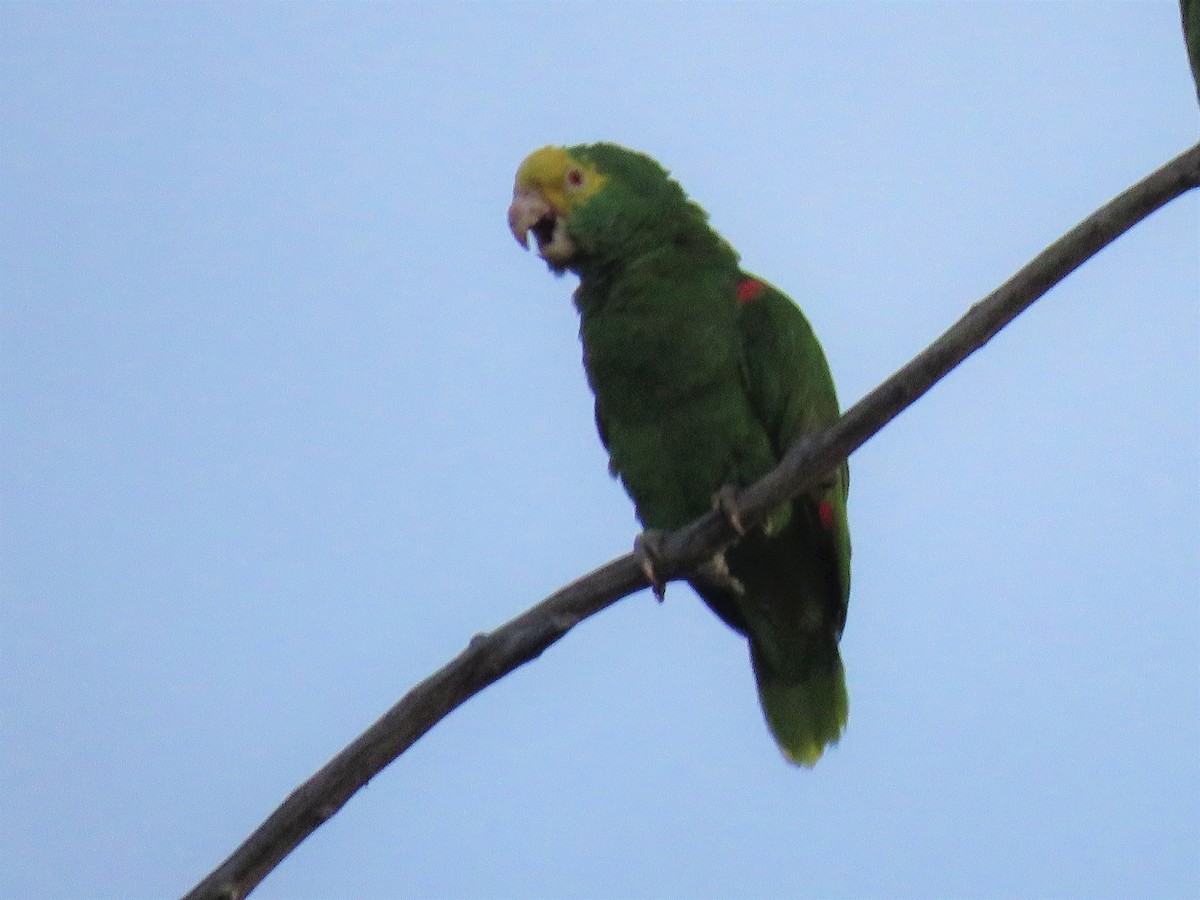 Yellow-headed Parrot - Shirley Reynolds